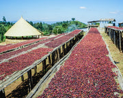 Ethiopia Kayon Shakiso