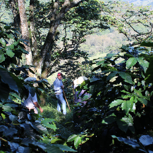 Mexiko Organic Caracolillo