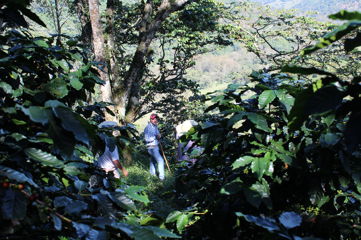 Mexiko Organic Caracolillo