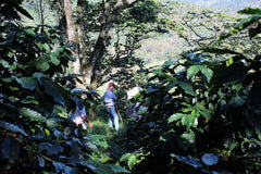 Mexiko Organic Caracolillo