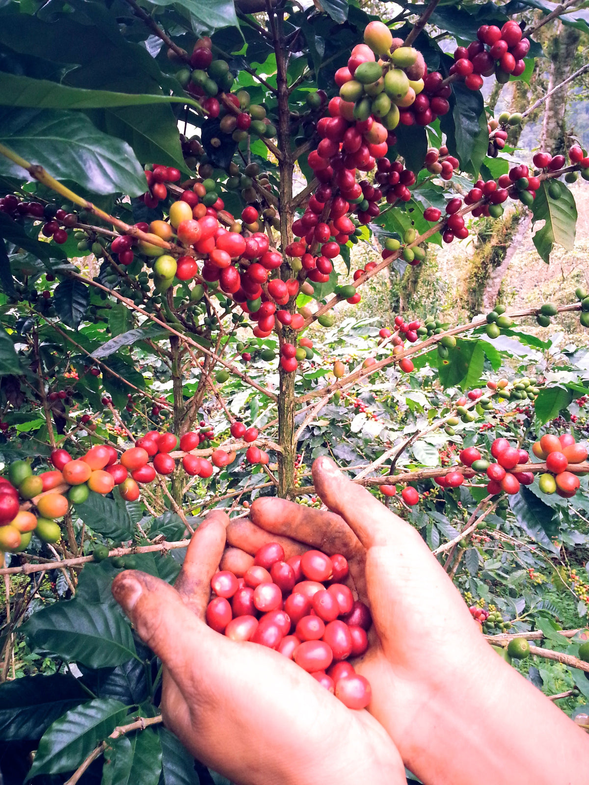 Mexiko Organic Caracolillo