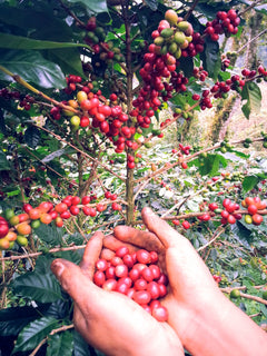 Mexiko Organic Caracolillo