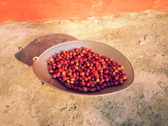 Mexiko Organic Caracolillo