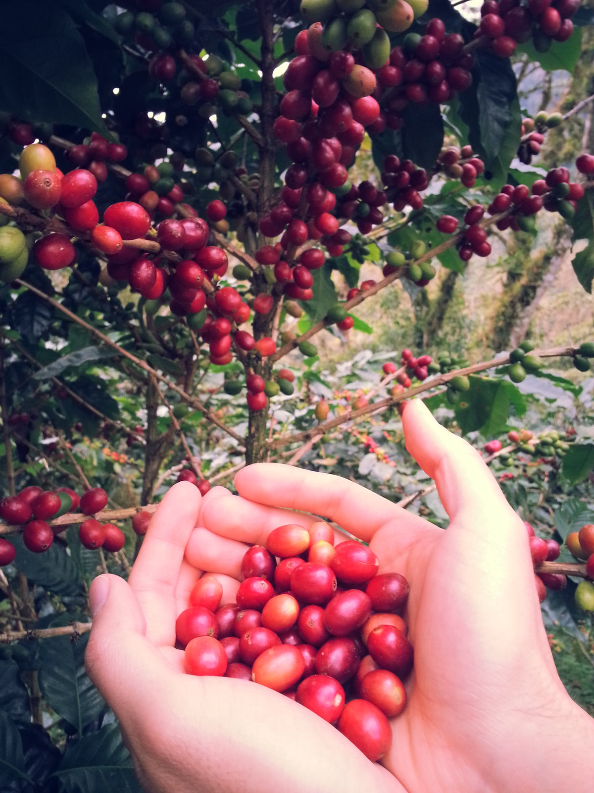 Mexiko Organic Caracolillo