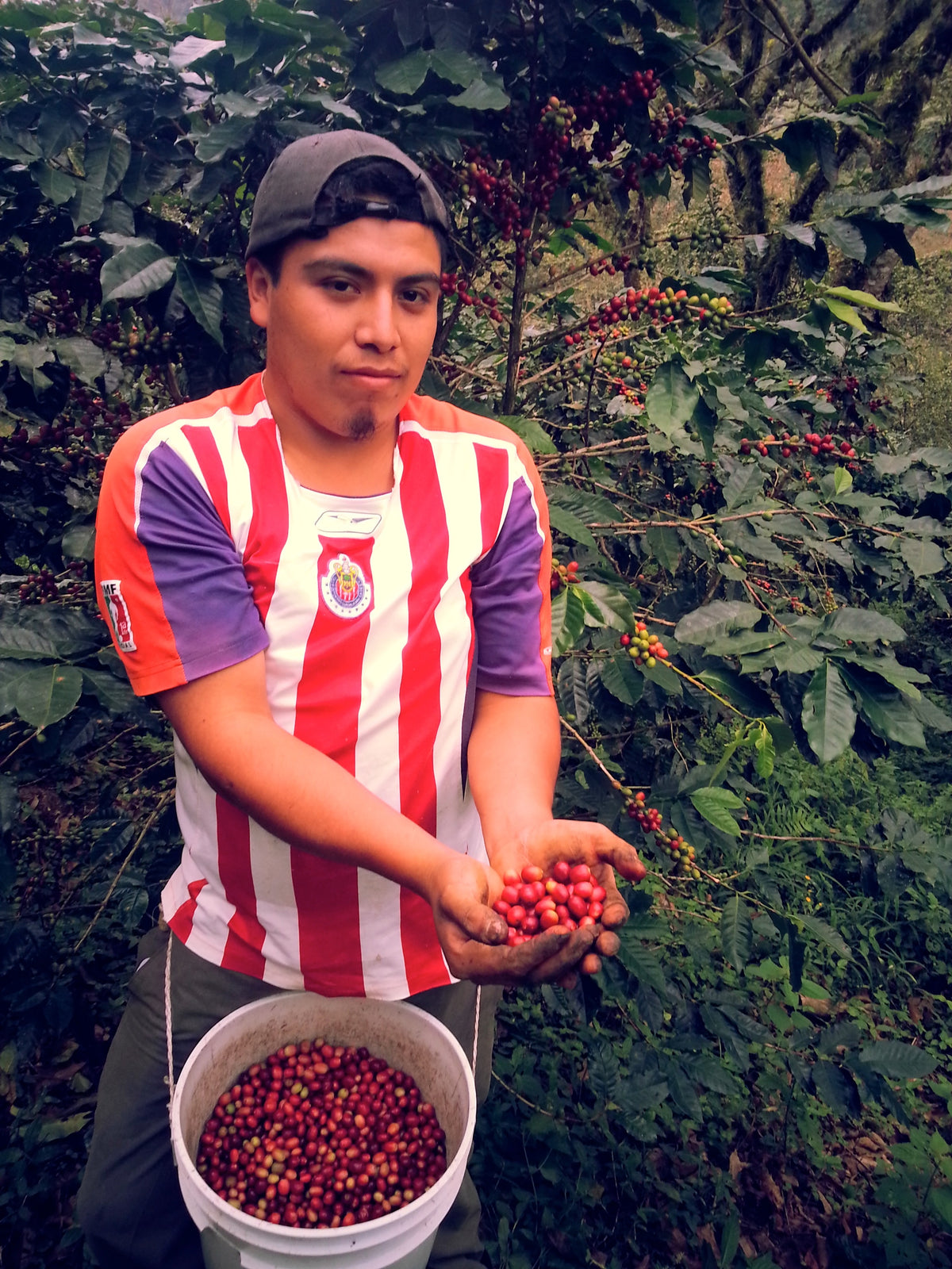 Mexiko Organic Caracolillo