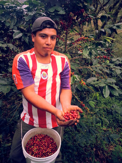 Mexiko Organic Caracolillo