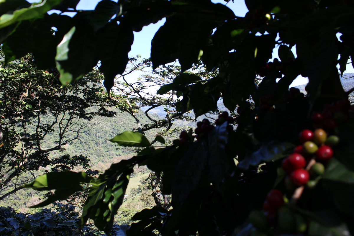 Mexiko Organic Caracolillo