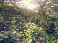 Mexiko Organic Caracolillo