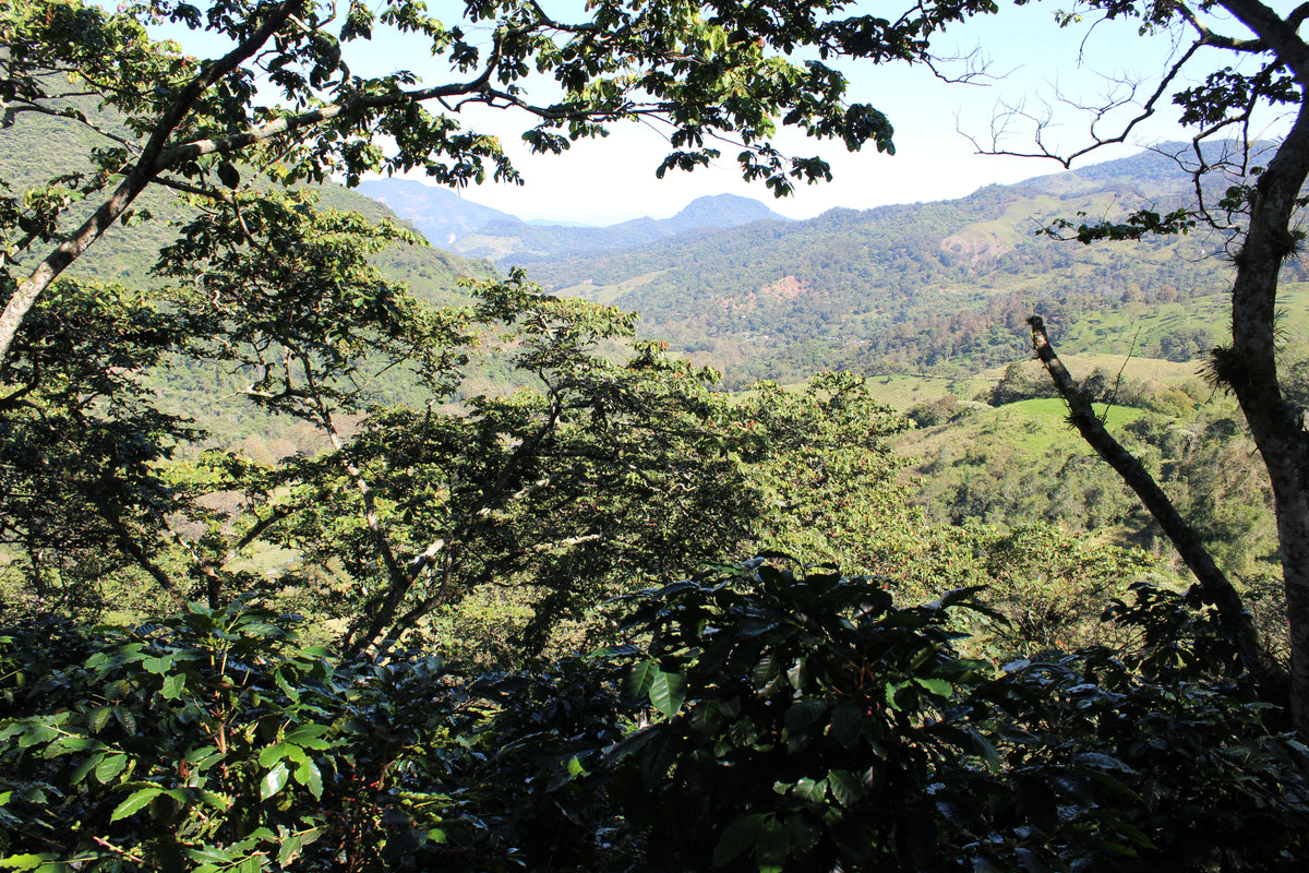 Mexiko Organic Caracolillo