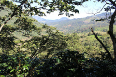 Mexiko Organic Caracolillo