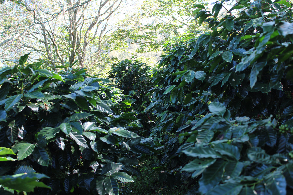 Mexiko Organic Caracolillo