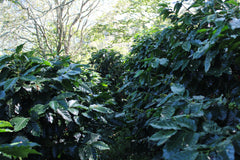 Mexiko Organic Caracolillo