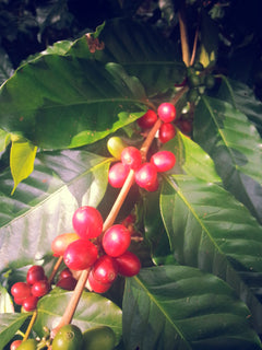 Mexiko Organic Caracolillo