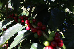 Mexiko Organic Caracolillo