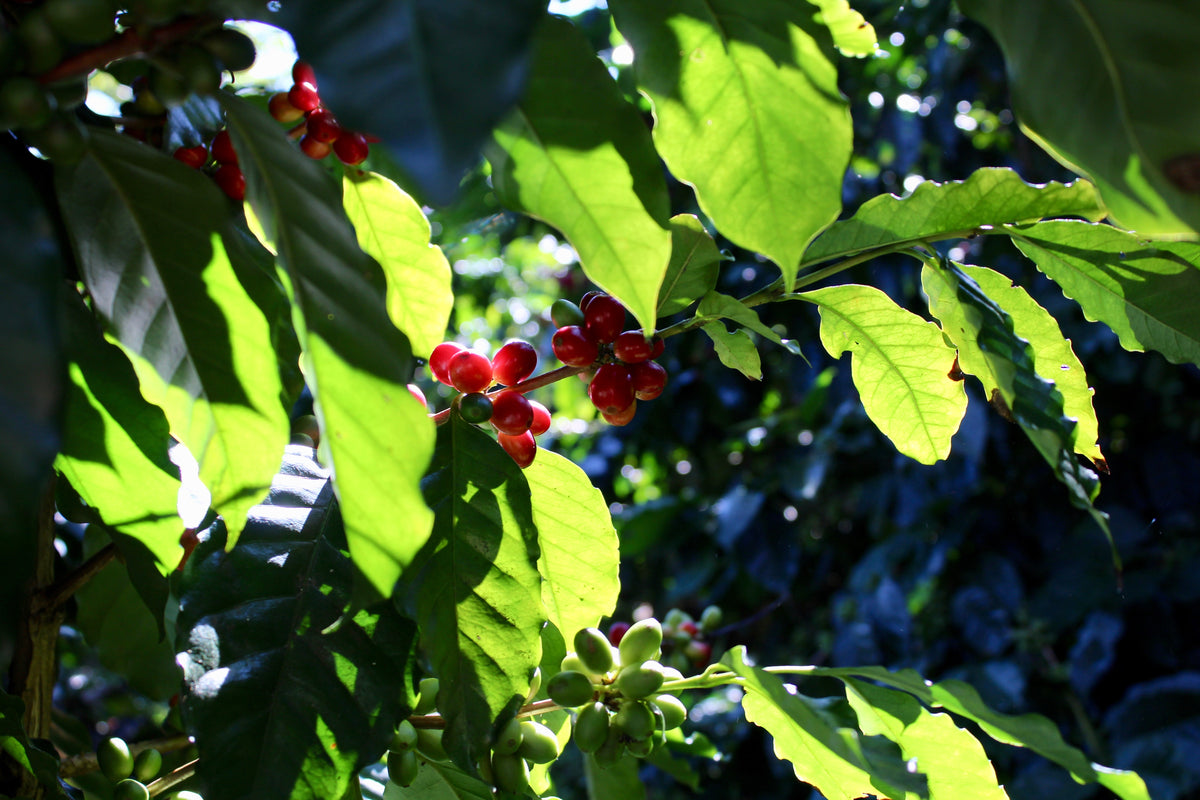 Mexiko Organic Caracolillo