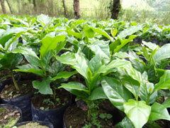 Mexiko Organic Caracolillo