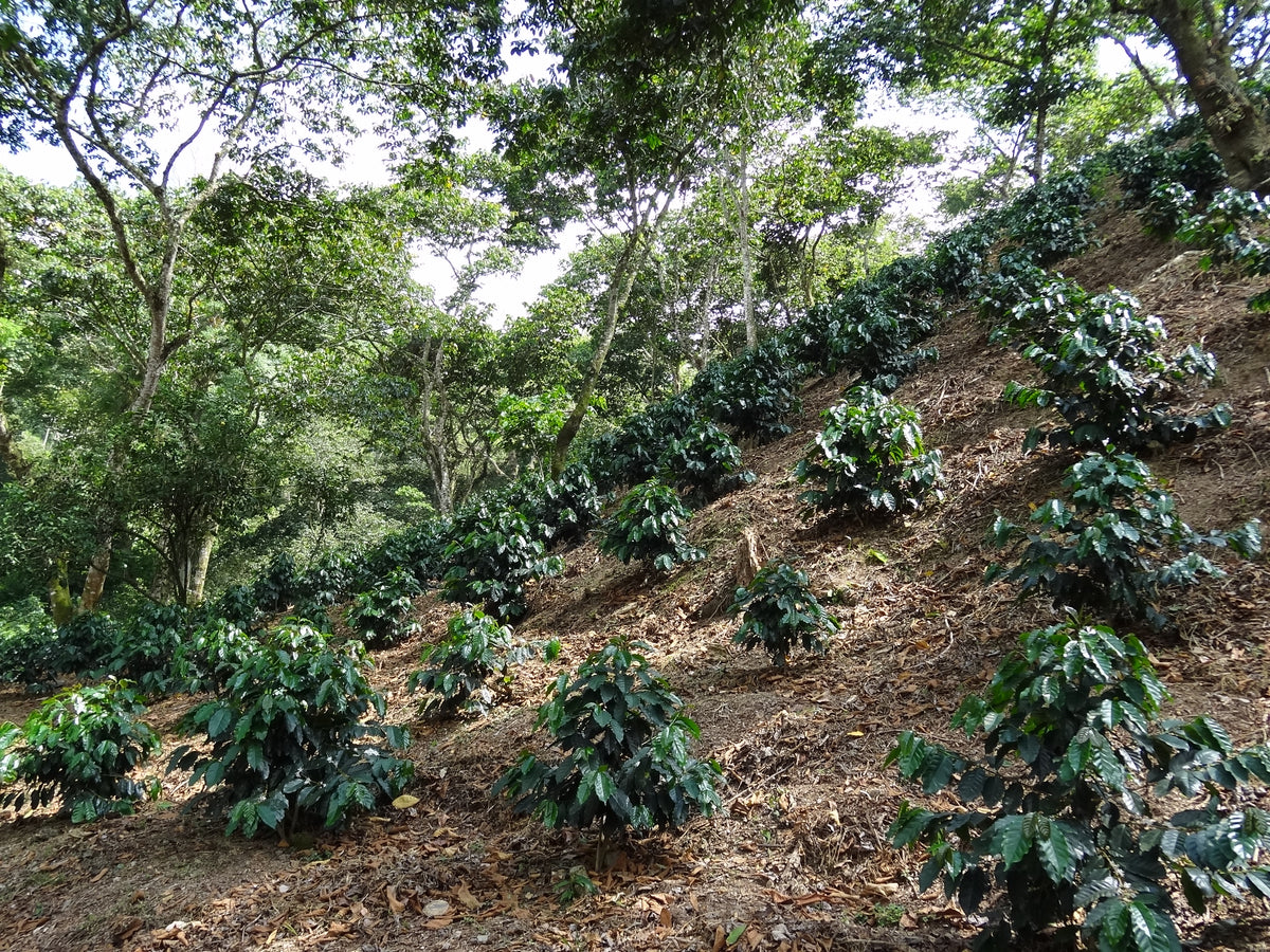 Mexiko Organic Caracolillo