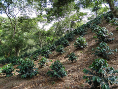 Mexiko Organic Caracolillo